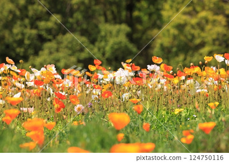 Iceland Poppy 1470 Iceland Poppy 1470 124750116