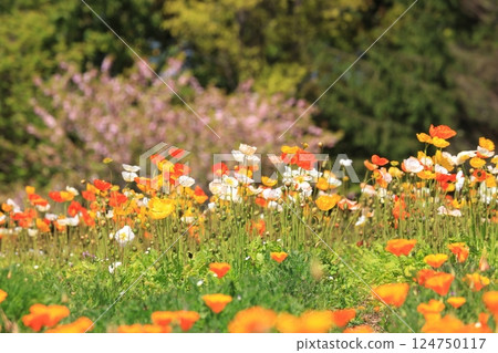Iceland Poppy 1471 Iceland Poppy 1471 124750117