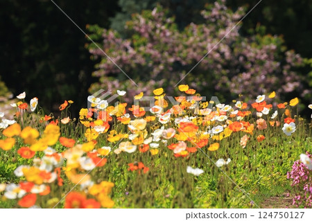 Iceland Poppy 1509 124750127