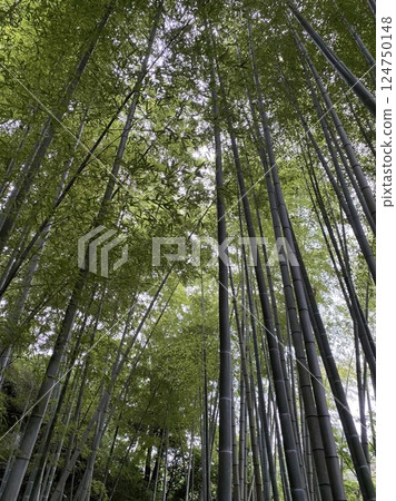Looking up at the bamboo forest in Arashiyama, Kyoto 124750148