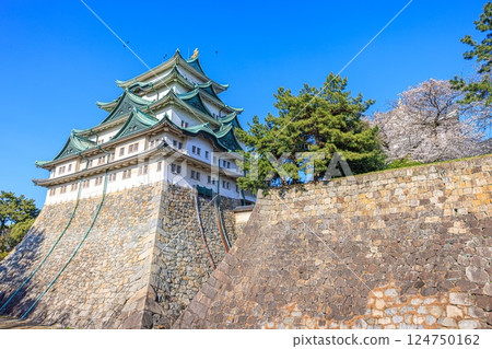 春天的名古屋城和盛開的櫻花 124750162