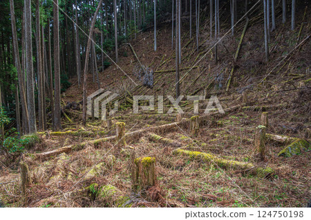 鞍馬針葉林 京都市砍伐林 鞍馬針葉林 京都市砍伐林 124750198