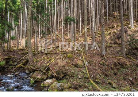 鞍馬針葉林 京都市 124750201