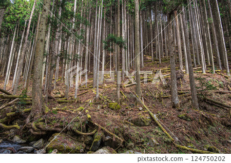 鞍馬針葉林 京都市 鞍馬針葉林 京都市 124750202
