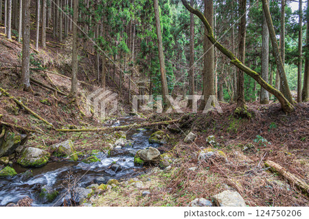 Kurama Coniferous Forest, Kyoto City 124750206