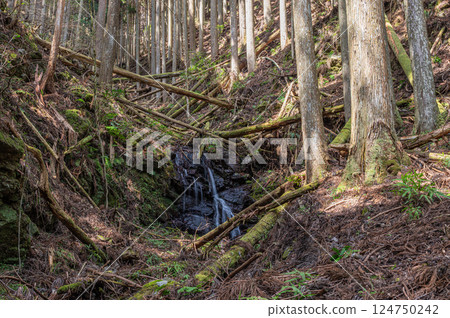 Kurama Coniferous Forest, Kyoto City 124750242