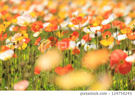 Iceland Poppy 1401 124750243