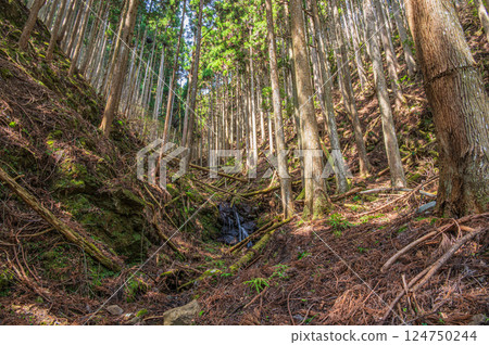 Kurama Coniferous Forest, Kyoto City 124750244