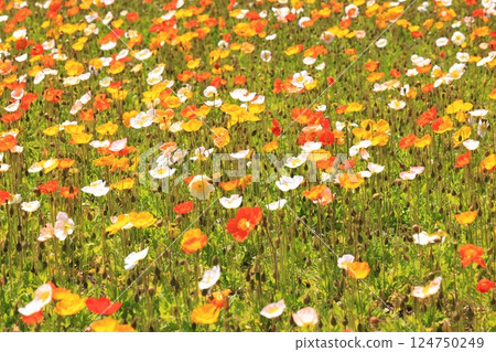 冰島罌粟 1405 124750249