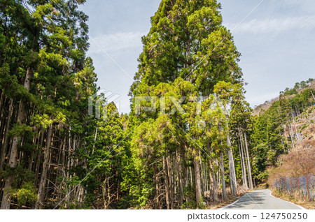 鞍馬針葉林 京都市 124750250