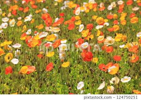 Iceland Poppy 1406 Iceland Poppy 1406 124750251