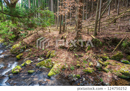 鞍馬針葉林 京都市 124750252