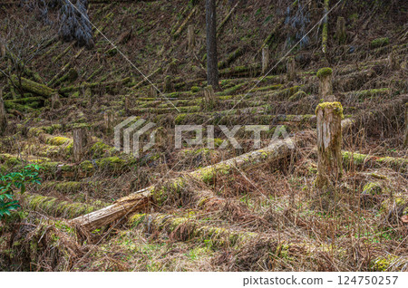 Kurama Coniferous Forest, Cut-down Forest, Kyoto City 124750257