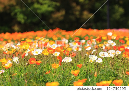 Iceland Poppy 1458 124750295