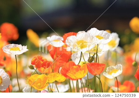 Iceland Poppy 1357 Iceland Poppy 1357 124750339