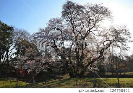 Ujikuni cherry blossoms at Hachigata Castle in Hachigata, Yorii-machi, Osato-gun, Saitama Prefecture. 124750361