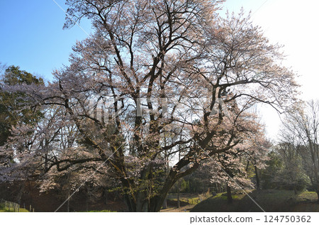 埼玉縣大里郡寄居町八方城內的宇治國櫻花盛開。 埼玉縣大里郡寄居町八方城內的宇治國櫻花盛開。 124750362