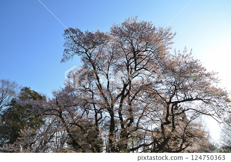 埼玉縣大里郡寄居町八方城內的宇治國櫻花盛開。 埼玉縣大里郡寄居町八方城內的宇治國櫻花盛開。 124750363