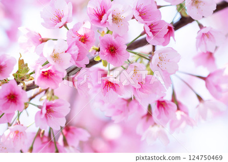 新開的櫻花 新開的櫻花 124750469