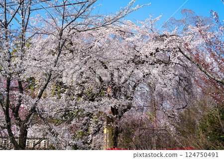 京都平野神社櫻花 京都平野神社櫻花 124750491