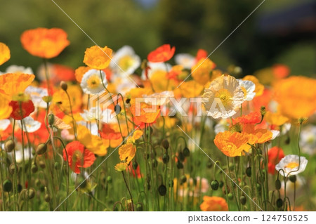 Iceland Poppy 1253 124750525