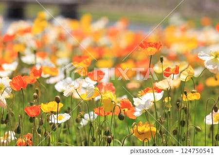 Iceland Poppy 1281 Iceland Poppy 1281 124750541