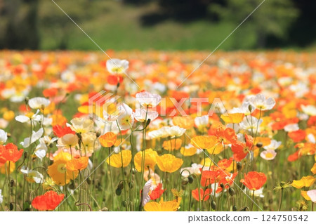 Iceland Poppy 1283 Iceland Poppy 1283 124750542