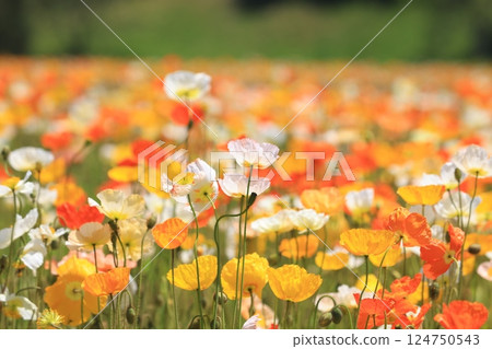 Iceland Poppy 1285 Iceland Poppy 1285 124750543