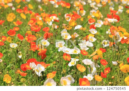 Iceland Poppy 1289 Iceland Poppy 1289 124750545