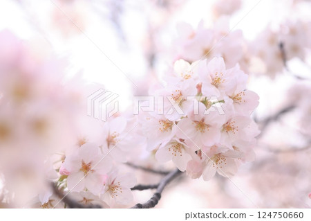 櫻花9709 櫻花9709 124750660