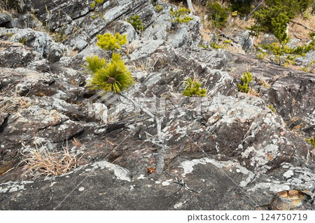 Kesennuma Karakuwa Peninsula: Eight boats towing and Iwamatsu 124750719