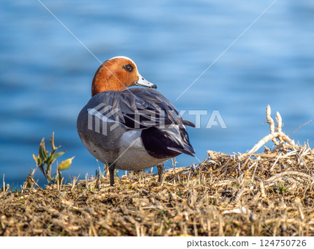 走在地面上的八仙花屬 124750726