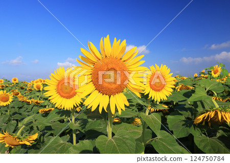 向日葵田 4282 124750784