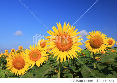 向日葵田 4286 124750785