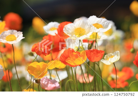 Iceland Poppy 1356 124750792