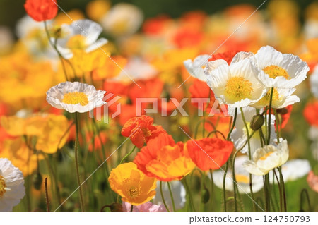 Iceland Poppy 1361 Iceland Poppy 1361 124750793