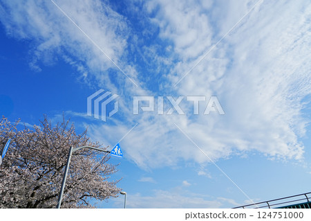 Sakura in full bloom that shines in the blue sky of spring 124751000