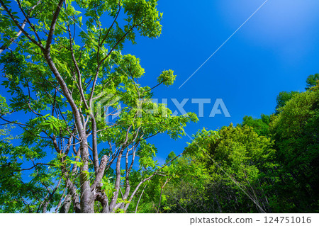 [Early summer material] Fresh green and blue sky [Nagano Prefecture] 124751016