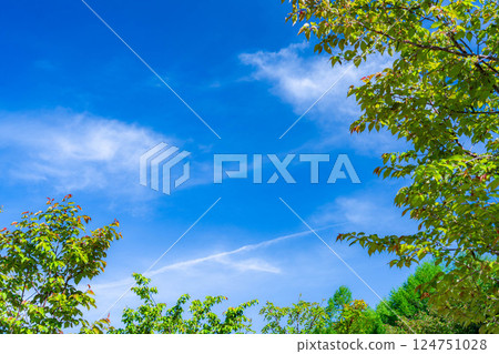 [Early summer material] Fresh green and blue sky [Nagano Prefecture] 124751028