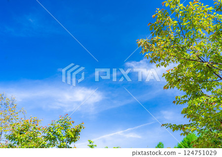[Early summer material] Fresh green and blue sky [Nagano Prefecture] 124751029