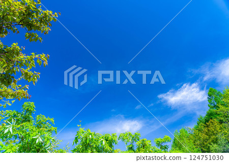 [Early summer material] Fresh green and blue sky [Nagano Prefecture] 124751030