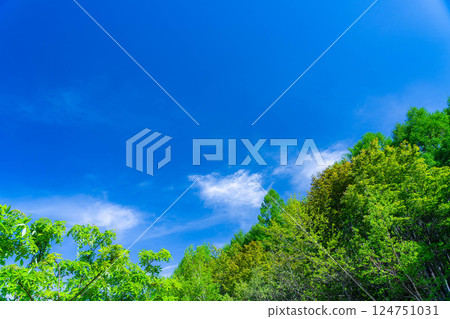 [Early summer material] Fresh green and blue sky [Nagano Prefecture] 124751031