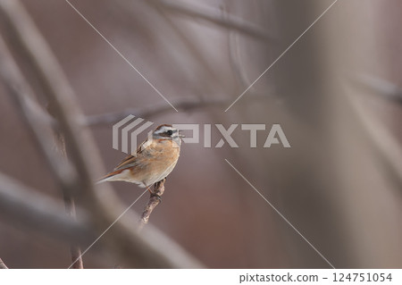 A white-throated sparrow perched on a branch singing 124751054