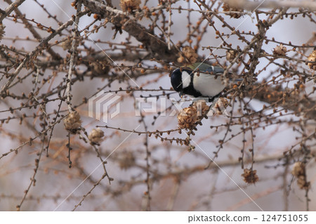 A great tit pecking at a pine cone 124751055