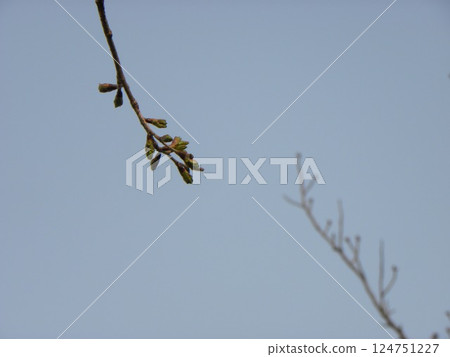 Cherry blossoms still in bud at Kojima Flower Garden Cherry blossoms still in bud at Kojima Flower Garden 124751227