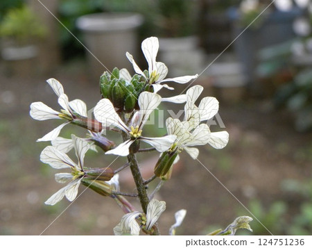 Arugula white flowers Arugula white flowers 124751236