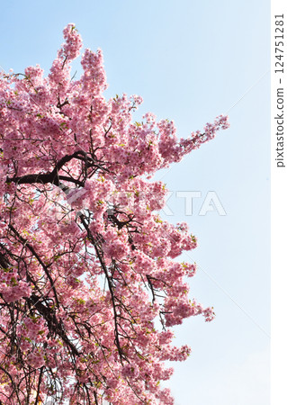 Beautiful cherry blossom sakura in spring time over blue sky. Beautiful cherry blossom sakura in spring time over blue sky. 124751281