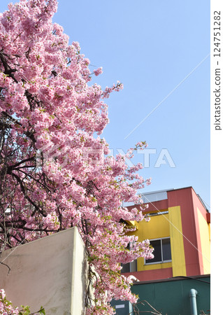 Beautiful cherry blossom sakura in spring time over blue sky. Beautiful cherry blossom sakura in spring time over blue sky. 124751282