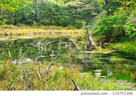 Senjogahara Izumimon Pond (Nikko City, Tochigi Prefecture) Senjogahara Izumimon Pond (Nikko City, Tochigi Prefecture) 124751306