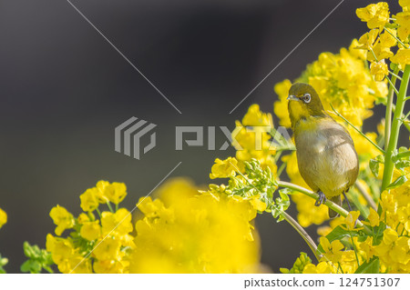 A white-eye perched on rape blossoms, copy space A white-eye perched on rape blossoms, copy space 124751307